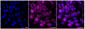 KD-Validated Anti-Acetyl-CoA acetyltransferase 1 Rabbit Monoclonal Antibody
